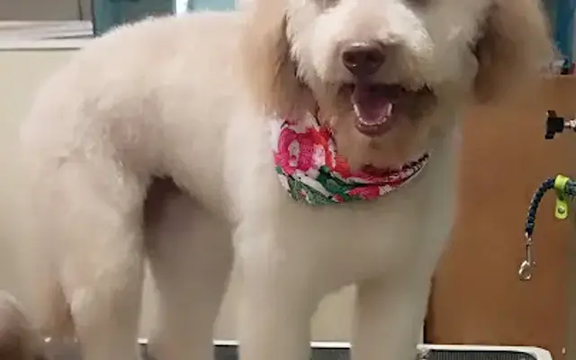 Bark Boutique and Grooming Salon in San Angelo, TX