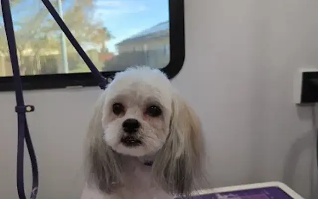 Urban Oasis Pet Grooming in Buckeye, AZ