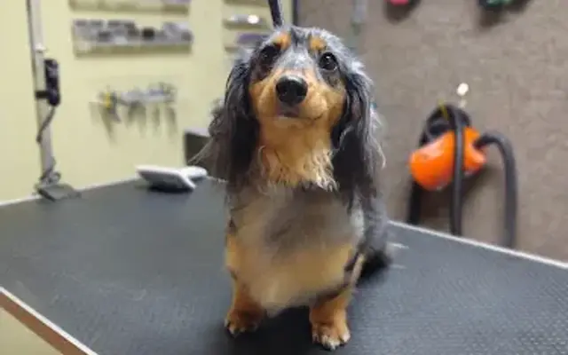 Tender Touch Dog Grooming in Middleburg, FL