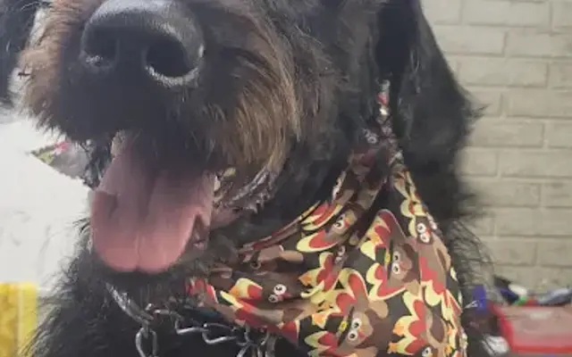 K9-KLIPS in Toledo, IL