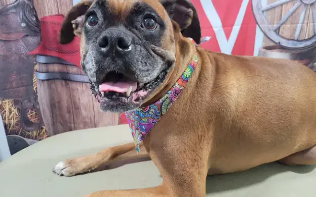 Waggin' Wheels Dog Spa, LLC in Richmond Hill, GA