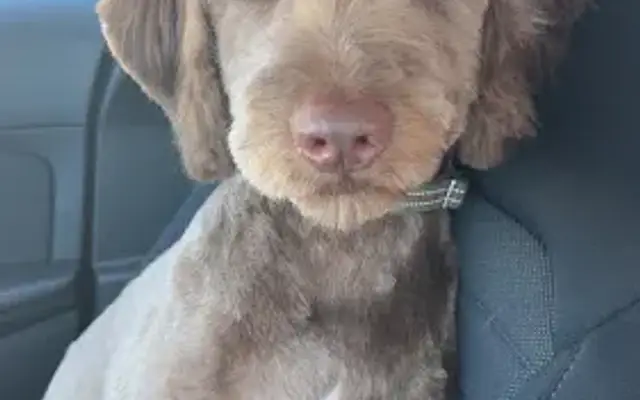 Pretty Paws Grooming in Wadena, MN