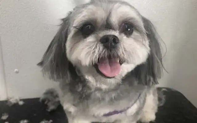 Heather’s Mobile Doggy Salon in Rochester, NY