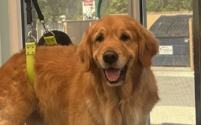 Pet Supplies Plus Yulee Grooming in Yulee, FL