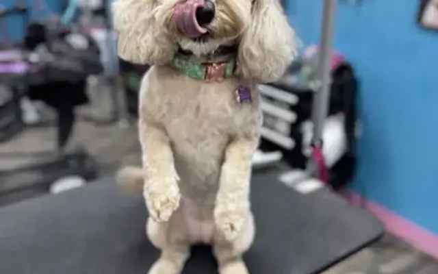 Dapper Doodle in Louisa, KY