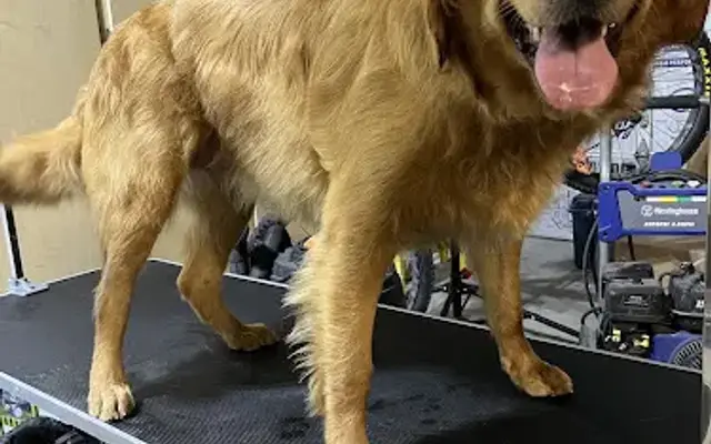 Kennas canine cuts in Mesa, AZ