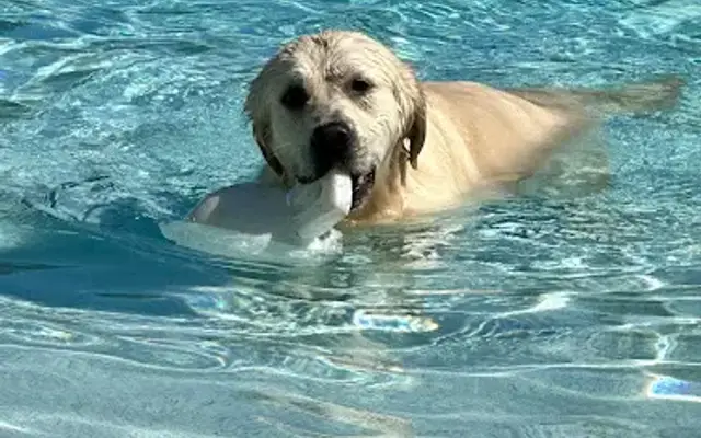 Homestyle Dog Care in Miami, FL