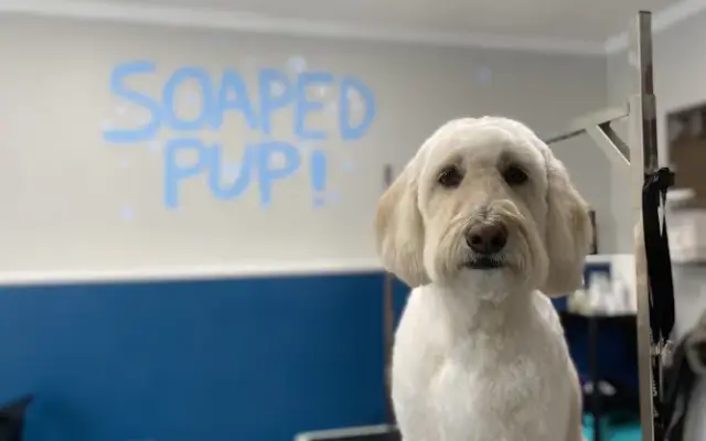 Soaped Pup LLC. in Loveland, CO