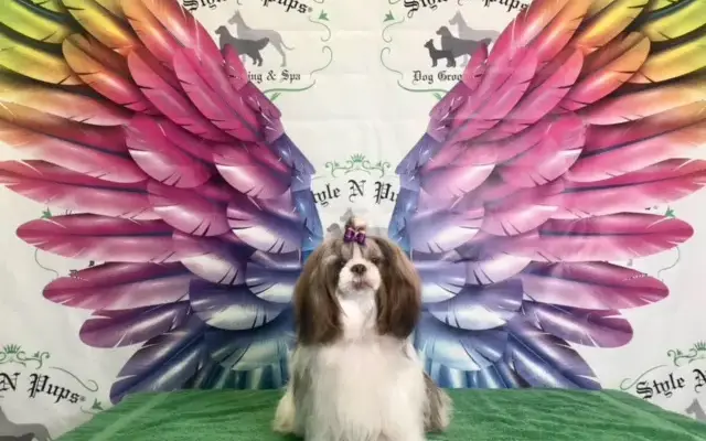 Style N Pups ® Dog Grooming & Spa in Jensen Beach, FL