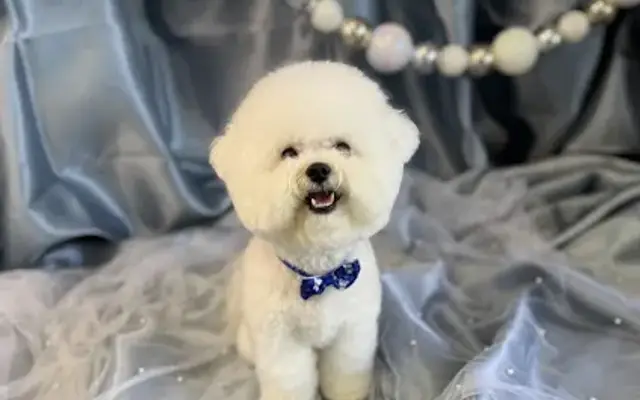 Fluffy Paws Grooming Studio in Mission Viejo, CA
