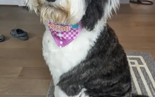 Grooming by Glenda in Lexington, NC