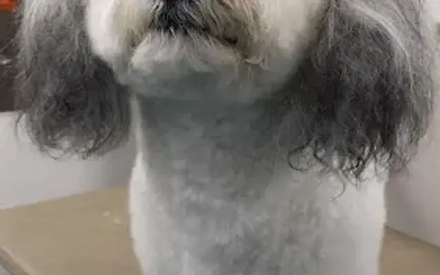 Southern Paws Mobile Grooming in Hoschton, GA