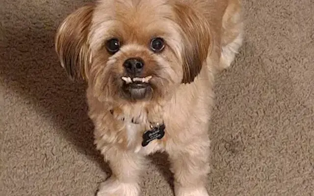 Barking Barber in Findlay, OH