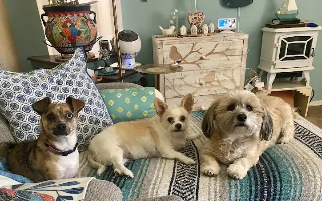 Boom-Chicka-Groom-Groom LLC. Mobile Pet Grooming in Chandler, AZ