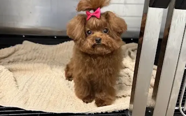 Top Pet Grooming in Woodland Hills, CA
