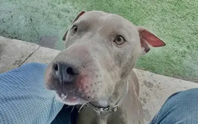 Barks & Rec - Lakeville (Previously Vermillion Kennels) in Lakeville, MN