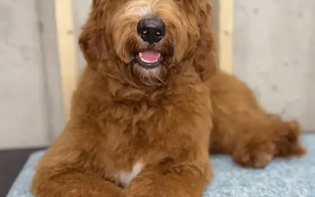 Talia Tails in Roswell, GA