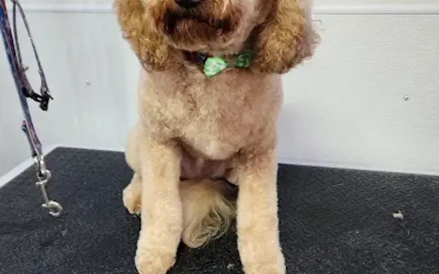 Country Paw Mobile Grooming in Bondsville, MA