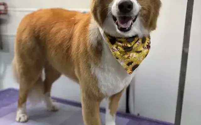 Wag ‘n Wheels Mobile Grooming in Willowick, OH
