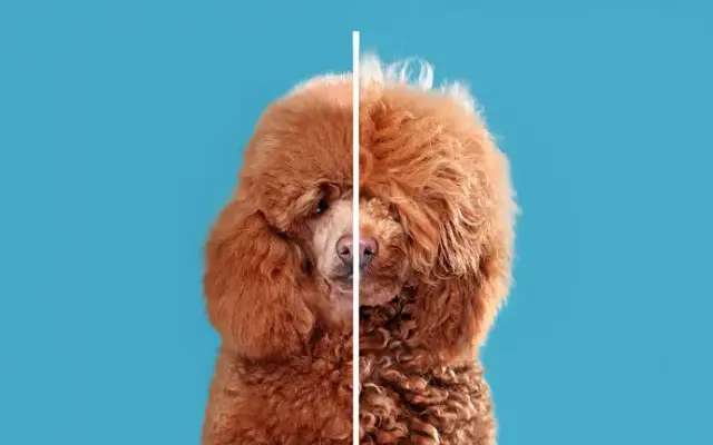 UpDog Grooming in St. George, UT