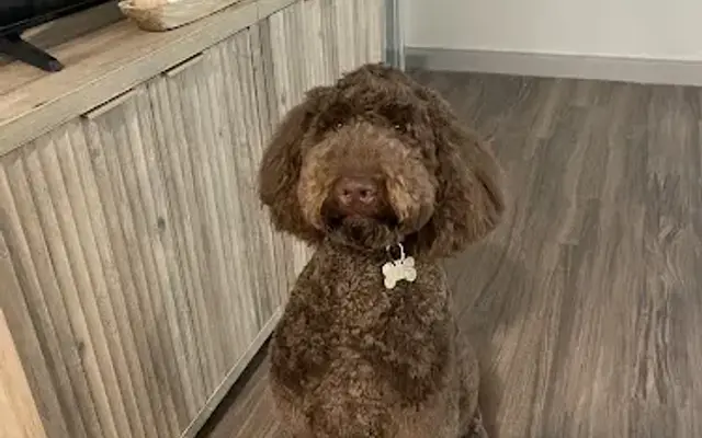Serene Dog Care in Nashville, TN