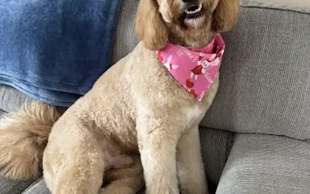 Lux Fur Mobile Pet Grooming in Uxbridge, MA