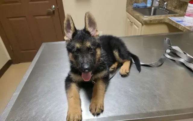 Holland Veterinary Hospital in Hattiesburg, MS
