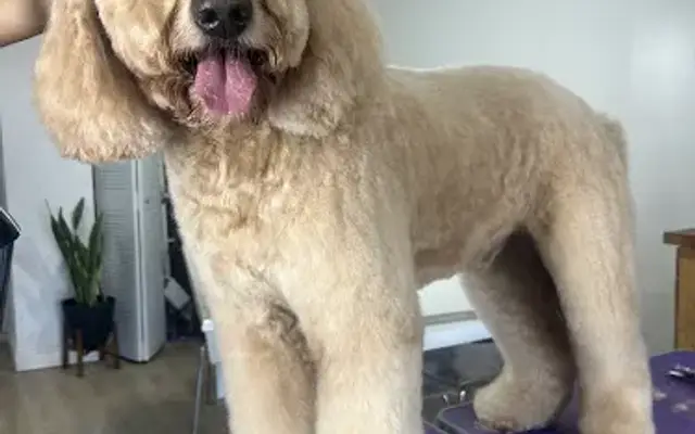 Just Love Pet Services in Doral, FL