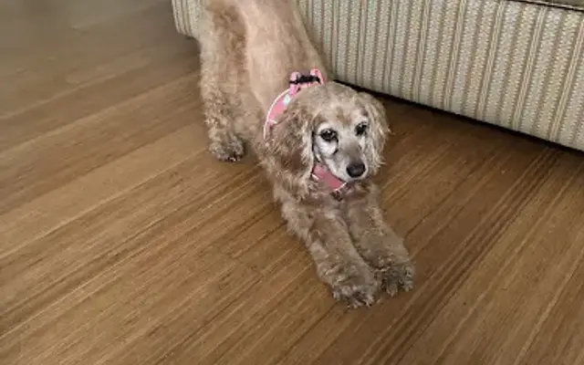 Happy Spa Dogs Mobile Grooming in Rancho Santa Fe, CA