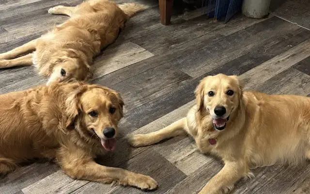 Country Dogs Daycare & Retail Shoppe, Inc. in Clinton, MA