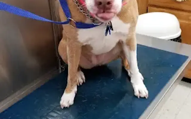 Brownstown Animal Hospital in Brownstown, PA