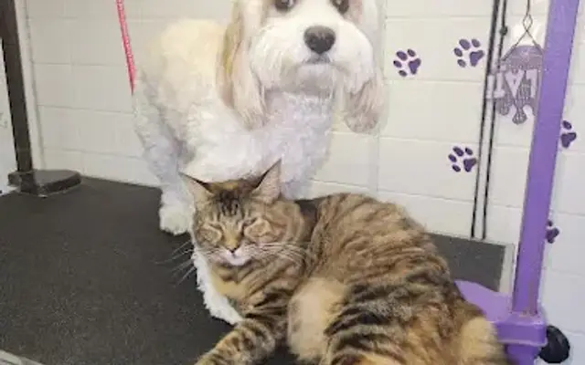 Pawz Fur Beauty-Dog Grooming in Penngrove, CA
