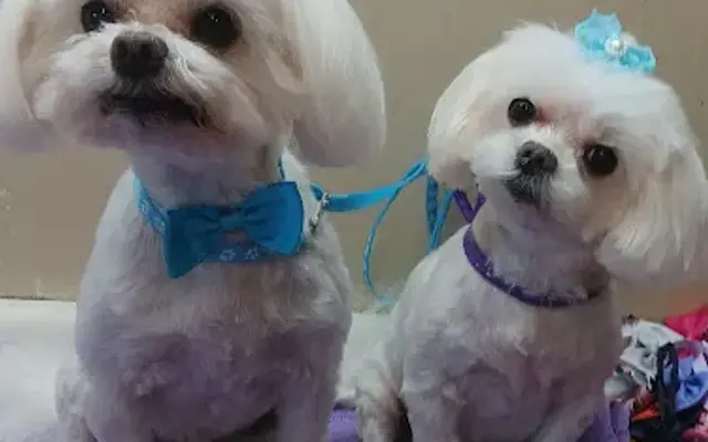 Pampered Pets Grooming by Hope in Cerro Gordo, NC