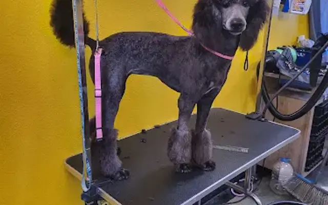 Puppy Spa Barn in Brooksville, FL