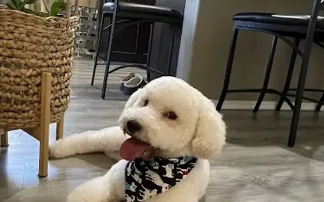 Sunshine Pet Grooming Laveen in Laveen, AZ
