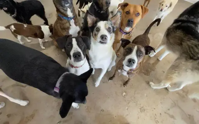 Bark and Play Denver Dog Daycare and Boarding in Denver, CO