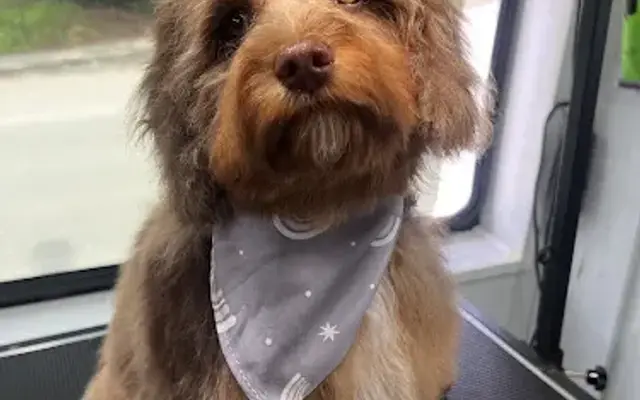 Tidy Tails Mobile Grooming in Snohomish, WA