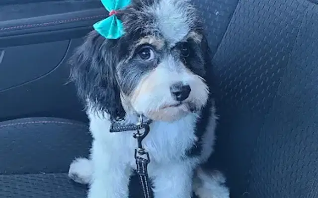 PetSmart Grooming in Albuquerque, NM