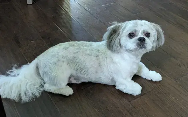 Vip Pet Smile, LLC in Boca Raton, FL