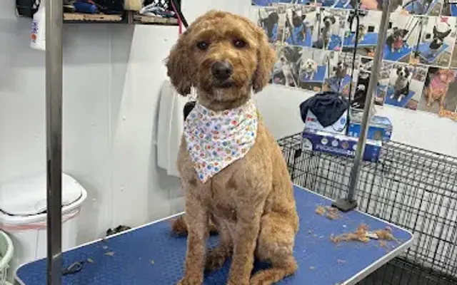 Pretorius grooming in Camp Point, IL