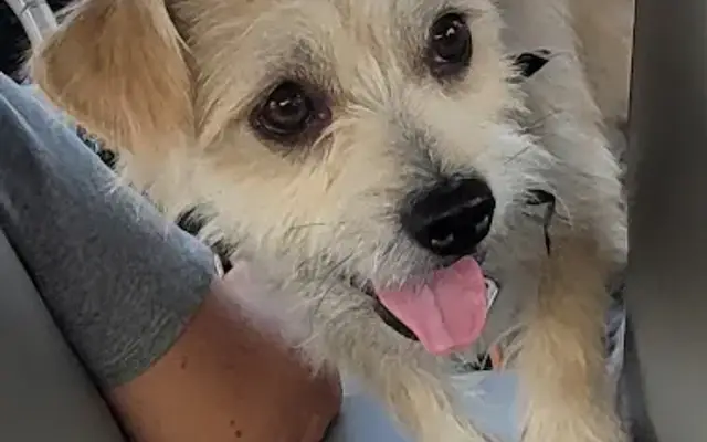Divine Canine Pet Grooming & Spa LLC in Tullahoma, TN