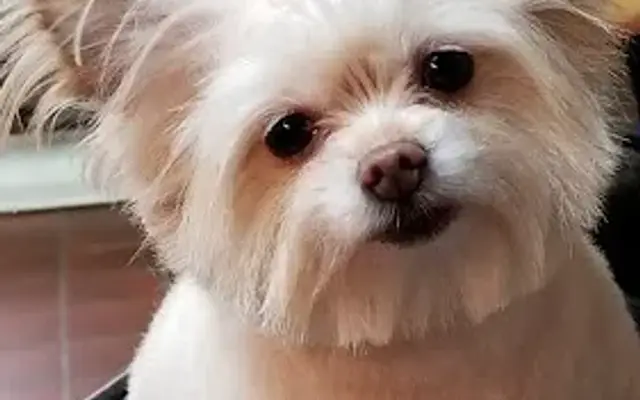 Happy Paws Grooming Salon in Uniontown, PA
