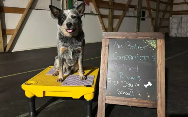 The Better Companion, LLC in Wasilla, AK