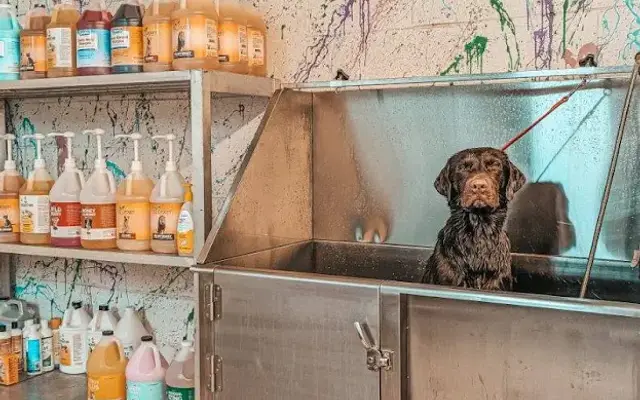 Get Fluffed dog grooming in Pilot Mountain, NC