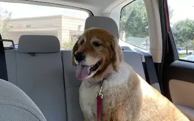 Waggin Tails Mobile Pet Grooming in Round Rock, TX