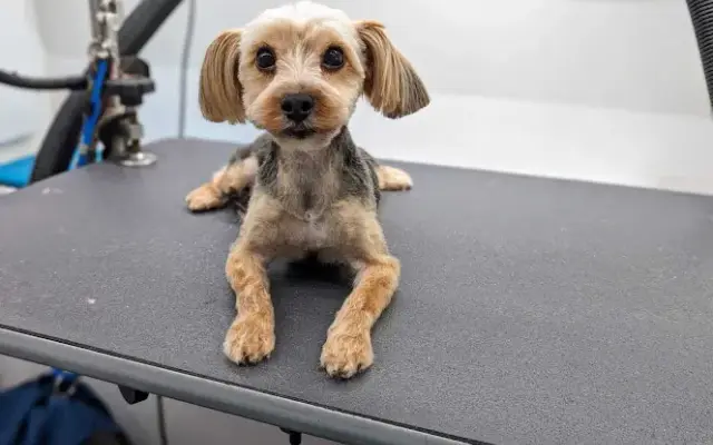 Rapawzel Dog Grooming & Day Care in Brooklyn, NY