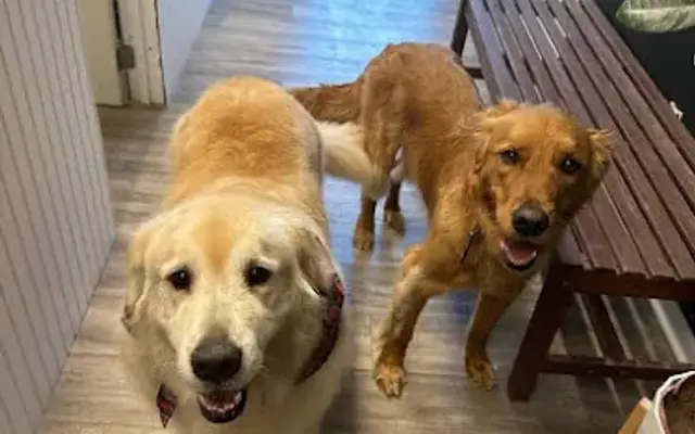T.J. Milos Dog Grooming in East Northport, NY