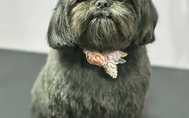 Best Paw Forward Dog Grooming-Mobile Groomer in Gulfport, MS