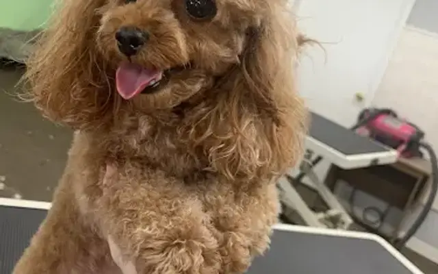 Paws & Claws Grooming Studio in Charlotte, MI
