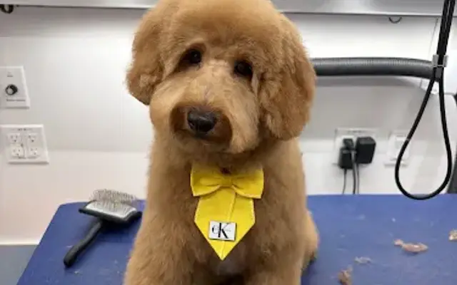 Furry Land Mobile Pet Grooming Fairfield County in Wilton, CT